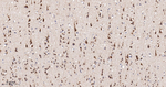 Arginase 2 Antibody in Immunohistochemistry (Paraffin) (IHC (P))