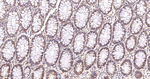 Arginase 2 Antibody in Immunohistochemistry (Paraffin) (IHC (P))