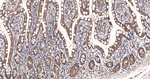 Arginase 2 Recombinant Rabbit Monoclonal Antibody (6B9)