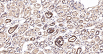 Arginase 2 Antibody in Immunohistochemistry (Paraffin) (IHC (P))