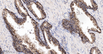 Arginase 2 Antibody in Immunohistochemistry (Paraffin) (IHC (P))
