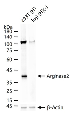 Arginase 2 Antibody in Western Blot (WB)