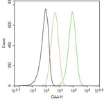 GAA Antibody in Flow Cytometry (Flow)