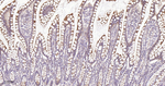 RACGAP1 Recombinant Rabbit Monoclonal Antibody (7C5)