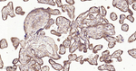 RACGAP1 Antibody in Immunohistochemistry (Paraffin) (IHC (P))