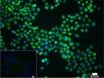 PDI Recombinant Rabbit Monoclonal Antibody (8E5)