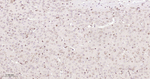 PDI Antibody in Immunohistochemistry (Paraffin) (IHC (P))