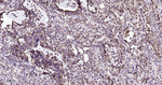 PDI Antibody in Immunohistochemistry (Paraffin) (IHC (P))