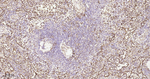 PDI Antibody in Immunohistochemistry (Paraffin) (IHC (P))