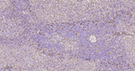 PDI Antibody in Immunohistochemistry (Paraffin) (IHC (P))