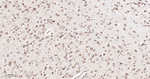 PDI Antibody in Immunohistochemistry (Paraffin) (IHC (P))