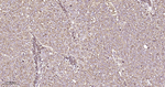 PDI Antibody in Immunohistochemistry (Paraffin) (IHC (P))