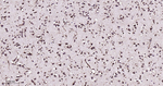 PDI Antibody in Immunohistochemistry (Paraffin) (IHC (P))