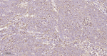 PDI Antibody in Immunohistochemistry (Paraffin) (IHC (P))