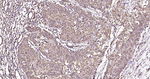PDI Antibody in Immunohistochemistry (Paraffin) (IHC (P))