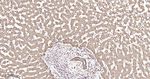 PDI Antibody in Immunohistochemistry (Paraffin) (IHC (P))