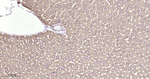 PDI Antibody in Immunohistochemistry (Paraffin) (IHC (P))