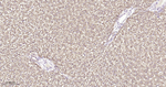 PDI Antibody in Immunohistochemistry (Paraffin) (IHC (P))