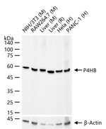 PDI Antibody in Western Blot (WB)