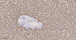 GOT2 Antibody in Immunohistochemistry (Paraffin) (IHC (P))