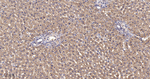 GOT2 Antibody in Immunohistochemistry (Paraffin) (IHC (P))