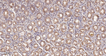 GOT2 Antibody in Immunohistochemistry (Paraffin) (IHC (P))
