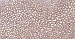 GOT2 Antibody in Immunohistochemistry (Paraffin) (IHC (P))