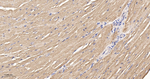 GOT2 Antibody in Immunohistochemistry (Paraffin) (IHC (P))