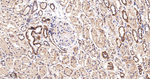 GOT2 Antibody in Immunohistochemistry (Paraffin) (IHC (P))