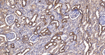 GOT2 Antibody in Immunohistochemistry (Paraffin) (IHC (P))
