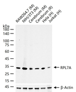 RPL7A Recombinant Rabbit Monoclonal Antibody (9B7)