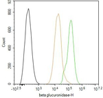 GUSB Recombinant Rabbit Monoclonal Antibody (4H2)
