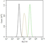 KLC1 Antibody in Flow Cytometry (Flow)