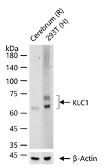 KLC1 Antibody in Western Blot (WB)