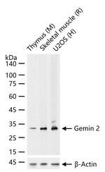 Gemin 2 Recombinant Rabbit Monoclonal Antibody (2C3)