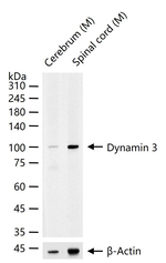 Dynamin 3 Recombinant Rabbit Monoclonal Antibody (12C1)