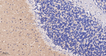 Caspr2 Recombinant Rabbit Monoclonal Antibody (10D1)