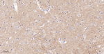 Caspr2 Antibody in Immunohistochemistry (Paraffin) (IHC (P))