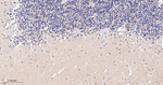 Caspr2 Antibody in Immunohistochemistry (Paraffin) (IHC (P))