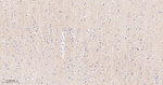 Caspr2 Antibody in Immunohistochemistry (Paraffin) (IHC (P))