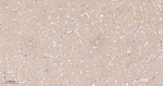 Caspr2 Antibody in Immunohistochemistry (Paraffin) (IHC (P))