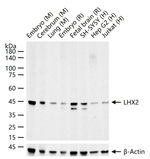 LHX2 Antibody in Western Blot (WB)