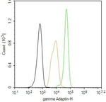 gamma Adaptin Antibody in Flow Cytometry (Flow)