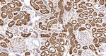 gamma Adaptin Antibody in Immunohistochemistry (Paraffin) (IHC (P))