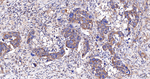 gamma Adaptin Antibody in Immunohistochemistry (Paraffin) (IHC (P))