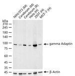 gamma Adaptin Antibody in Western Blot (WB)