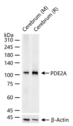 PDE2A Recombinant Rabbit Monoclonal Antibody (4G10)