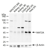 MAT2A Antibody in Western Blot (WB)