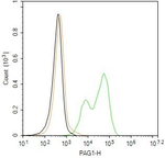 PAG1 Antibody in Flow Cytometry (Flow)