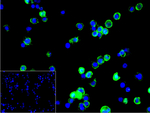 PAG1 Antibody in Immunocytochemistry (ICC/IF)